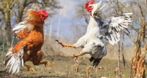 Crypto SEC vs. CFTC: The Battle for Bitcoin and Ethereum’s Regulatory Future SEC CFTC Crypto - a cockfight over crypto regulation